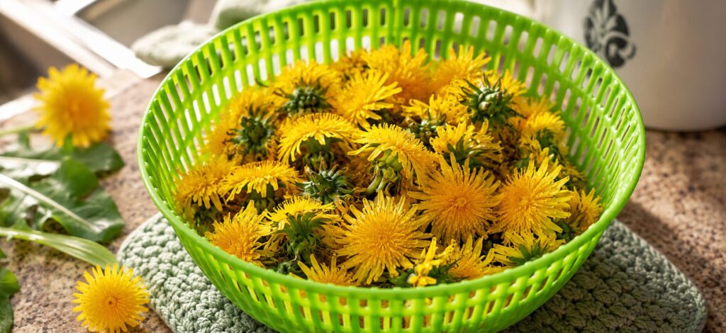 Freshly Harvested Dandelion Flowers Ready for Tea